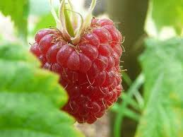 상록성 라즈베리: 모스크바 지역에 가장 적합한 품종