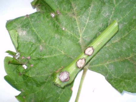 벨라야-그닐-스클레로티니오즈