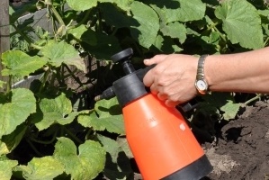 식물용 붕산, 오이에 적용