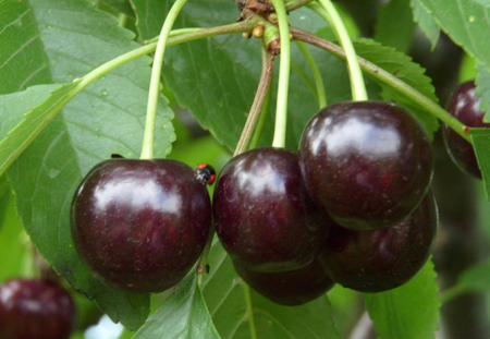 체리 "발레리 치칼로프": 품종 설명, 리뷰