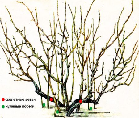 건포도 수확 후 가지치기 방법