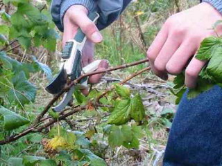 가을에 수확한 건포도를 가지치는 방법