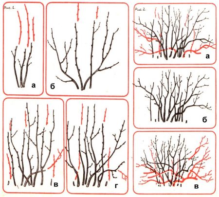 수확 후 건포도를 가지치는 방법