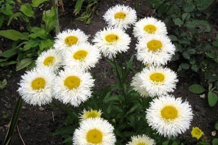 leukanthemum-leucanthemum-씨앗에서 자라는