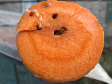 당근파리 방제 방법