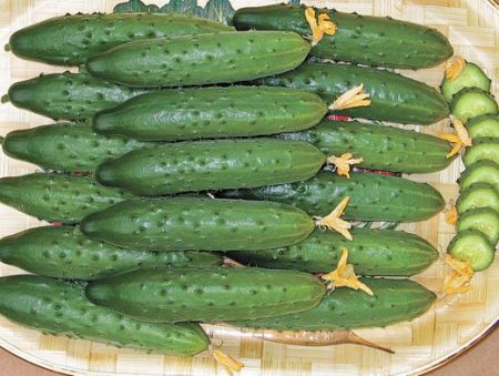 로스토프스코이주를 위한 오이 씨앗 중 최고 품종