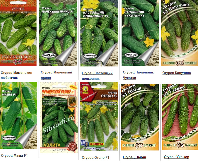 로스토프 지역의 오이 씨앗은 최고입니다