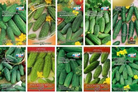 로스토프 지역의 오이 종자 종류