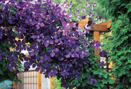 클레마티스 지지대