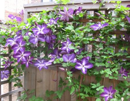 직접 만든 클레마티스 지지대 사진