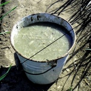 비료로서의 메추라기 분뇨 - 사용 방법