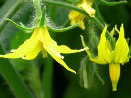 왜 토마토는 온실에 묶여 있지 않을까?