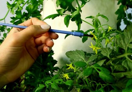 온실에서 토마토를 묶어두지 않는 이유와 대처법