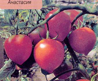 소르트-아나스타샤