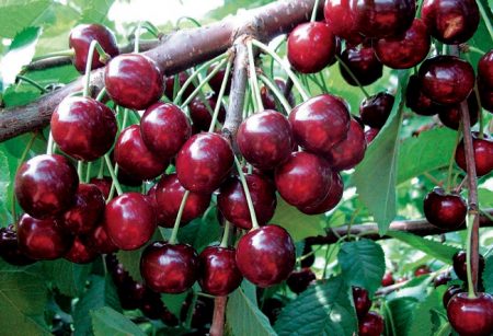 이풋 체리: 품종 설명, 사진, 리뷰