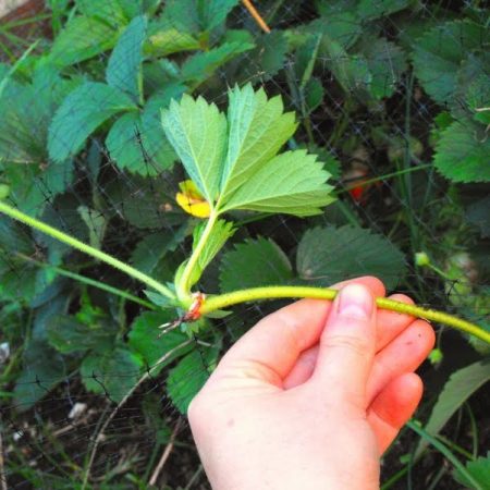 열매 맺은 후 딸기에 먹이를 주는 방법