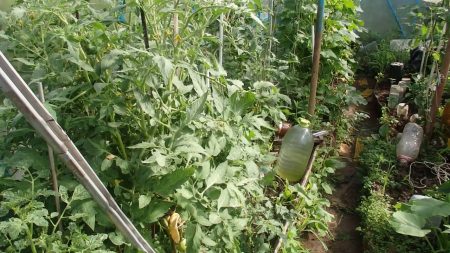 토마토를 붉게 만드는 방법