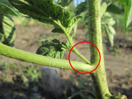 온실에서 토마토를 붉게 만드는 방법