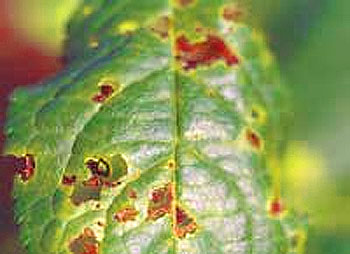 체리병, 사진과 치료 방법을 포함한 설명