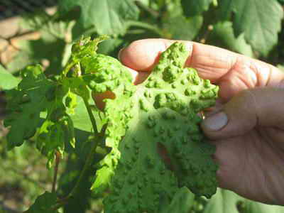 포도 질병: 포도 진드기