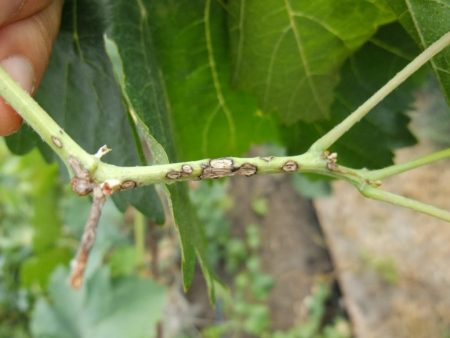 사진과 치료 방법을 포함한 포도 질병에 대한 설명입니다.