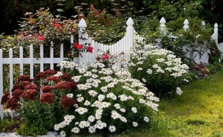 leukanthemum-ivyanik-vyrashhivnaie-iz-semyan-na-klumbe