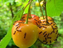 정원에 있는 개미를 이용해 민간요법으로 모든 것을 없애는 방법