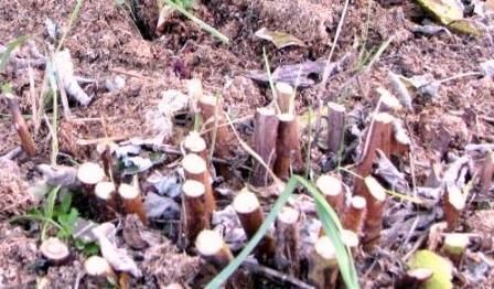 레몬탄 라즈베리 가지치기