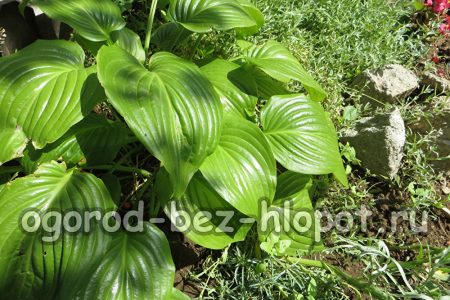 밭의 그늘에 무엇을 심을 것인가