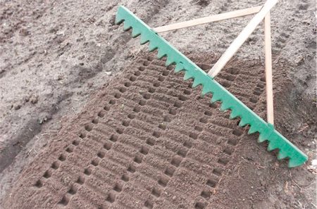 가을에 마늘 심기 위한 침대 준비 방법