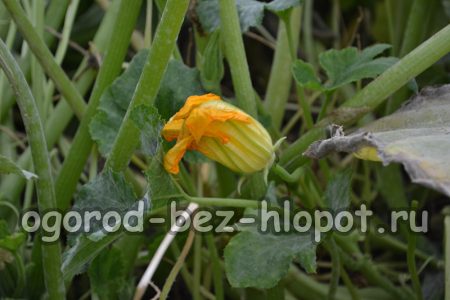 호박 재배의 비법