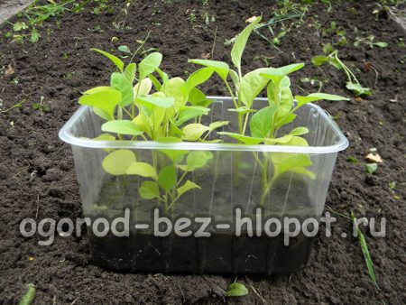 가지 모종 재배 방법