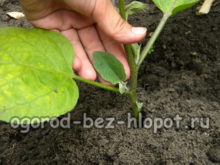 정원에서 가지를 꼬집어내는 중