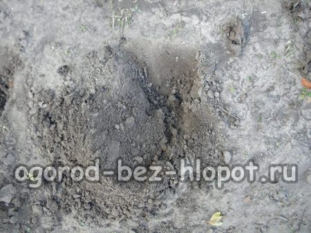 가을에 딸기를 심기 위해 구멍을 준비하세요.