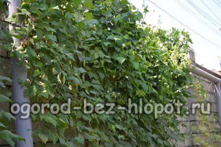 열린 땅에서 콩을 재배하고 관리하는 특징