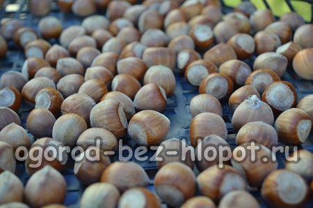 헤이즐넛 - 관리 특징