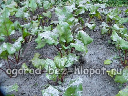 재를 이용한 사탕무 잎 비료