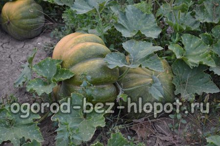 꽃자루는 융기되어 있고 줄기는 가시가 있으며 씨앗은 크림색입니다.