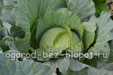 백양배추 심기 및 관리의 특징