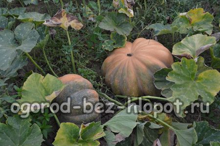 딱딱한 껍질을 가진 호박의 대표적인 예는 겉씨식물 품종입니다.