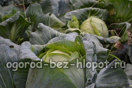 열린 땅에서 양배추를 재배하는 특징