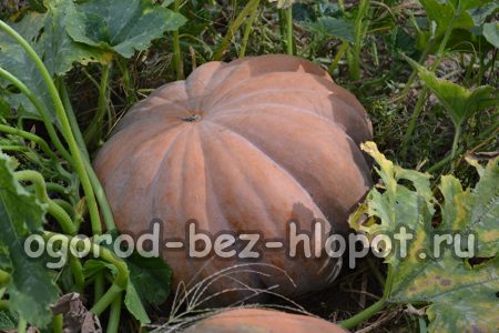 좋은 호박 작물을 재배하는 방법