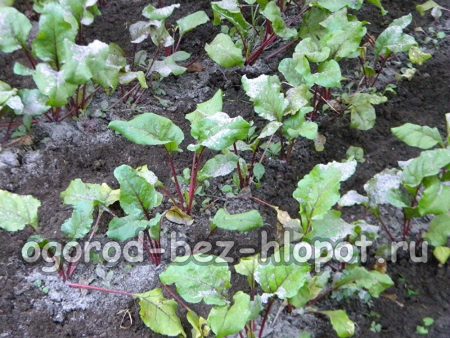 사탕무에 재를 먹이는 방법은?