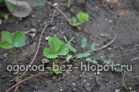 사계절 딸기 심는 방법