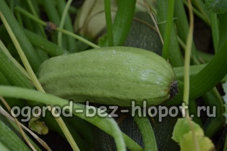 호박 재배의 특징