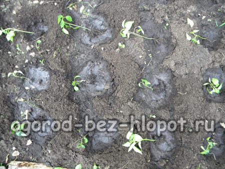 고추모종을 구멍에 나누어 심습니다.