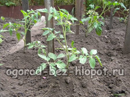 토마토를 묶는 방법