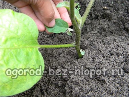 여름 내내 가지의 옆순을 꼬집어내야 합니다.