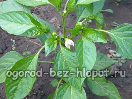 고추 모종에 물을 주는 방법