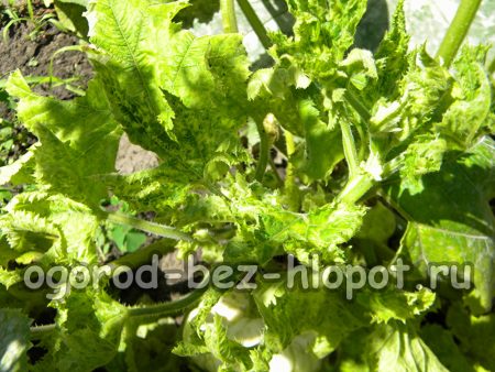 모자이크 - 어떤 종류의 질병인가요?